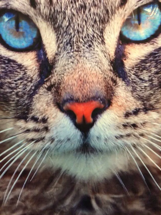 Package mail promotion 2014 ladies fashion animal world big grey cat character leisure stereoscopic 3 d vest | Женская одежда