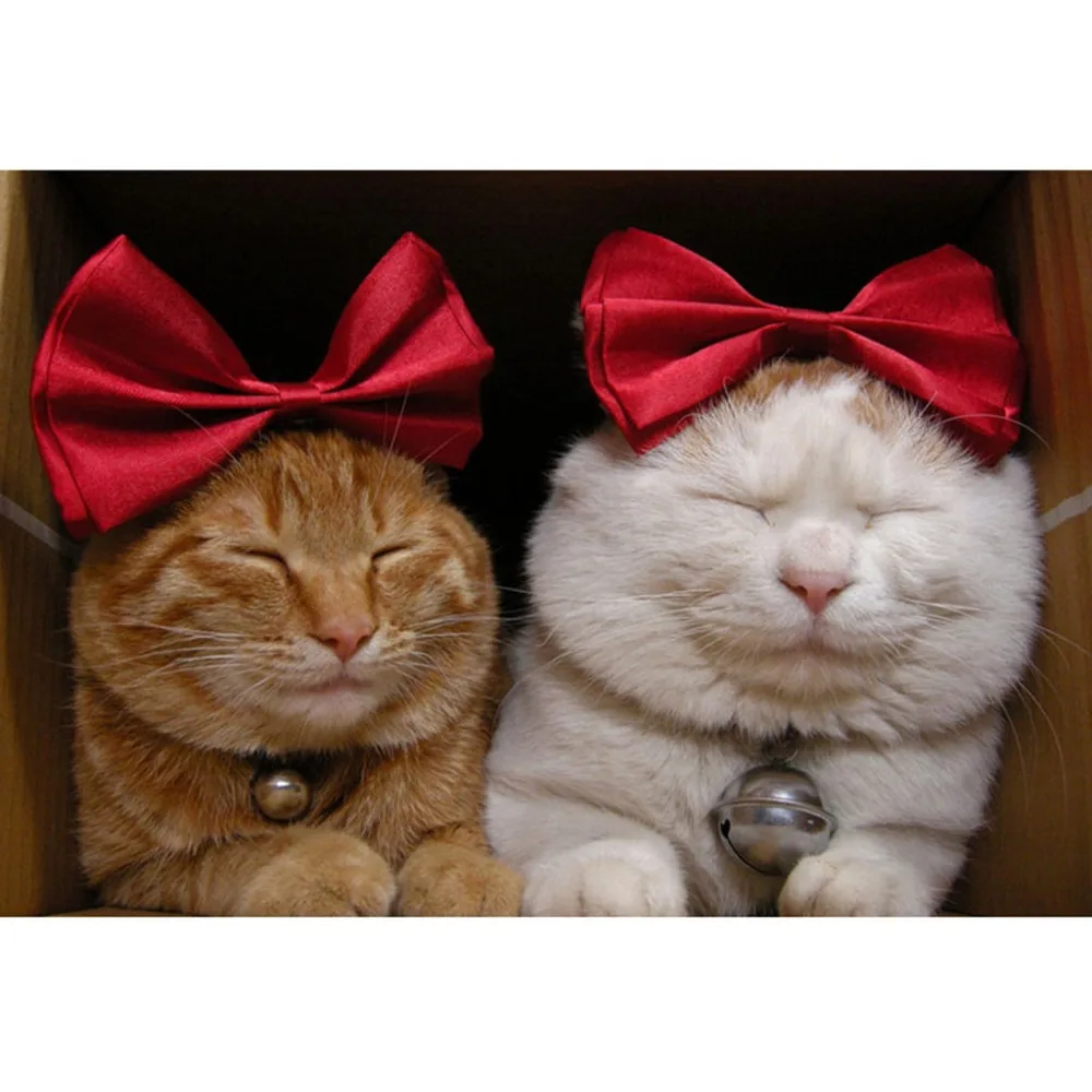 Кожаный рюкзак с ошейником для собак пеших прогулок безопасная птица охотничье