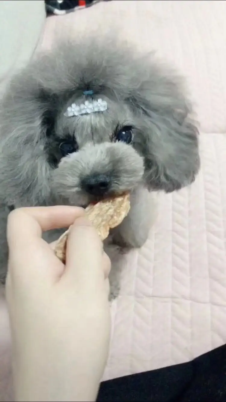 20 шт./лот Pet Бант Шпилька заколки для волос для собак Тедди Йоркширские аксессуары для ухода за домашними животными полная звезда пластиковая застежка-лягушка зажим
