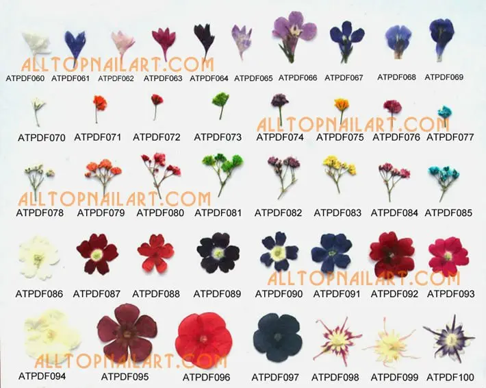 Прессованный цветок A_Grade gypsophila paniculata 2000 шт/вакуумная сумка/код бесплатная