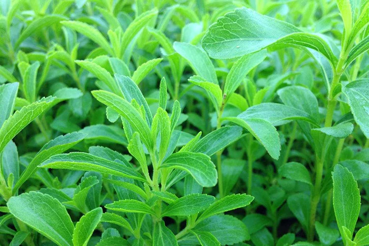 USDA и EC сертифицированный органический порошок стевии