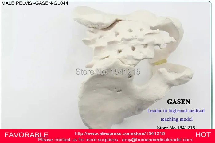 Демонстрация человеческих скелетных систем Мужской Скелет таза взрослые