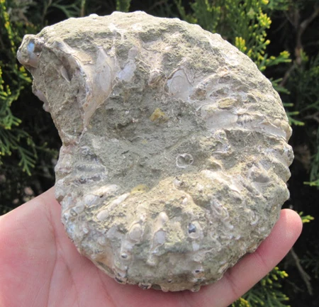 Симпатичный аммонитовый ископаемый (Меловой) Мадагаскар 1 4 фунта - Цена: 1102.48