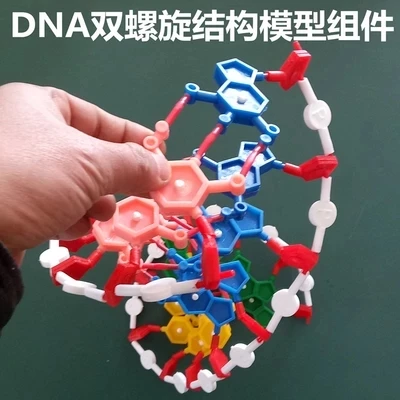 Компоненты модели двухспиральной структуры DNA Chromosome модель компонентов