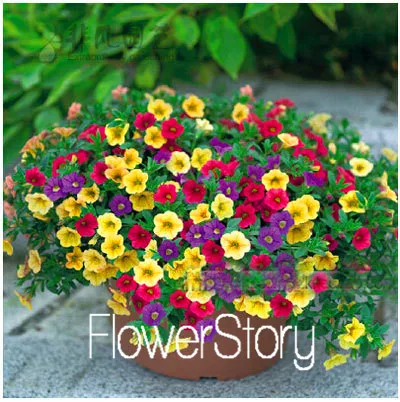 1 Лимонный ломтик Superbells calibachoa Petunia годовой Цветочный ЗАВОД, 100 растение в упаковке, 24 цвета на выбор,# WI1AJX - Цвет: 1
