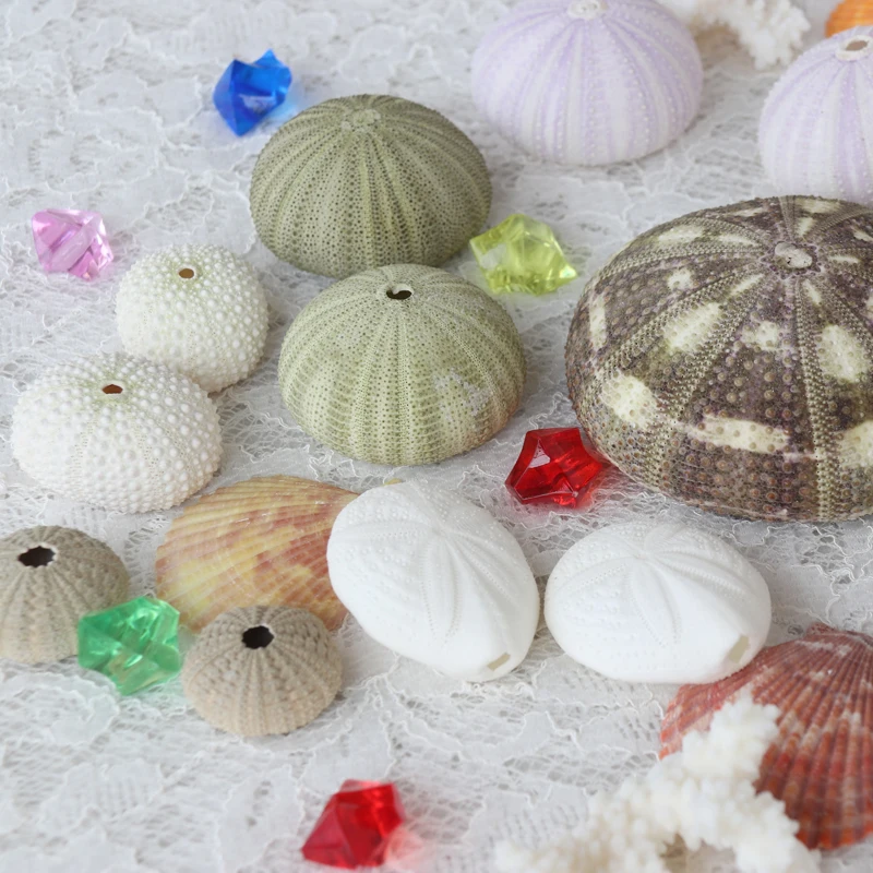 Бесплатная доставка (15 шт./лот) набор супер стоимости морской урчин из