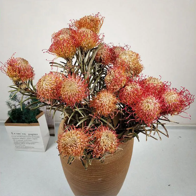 Pin cushion MiHuaGe сельдерей букет из сушеных цветов Натуральные Искусственные настоящие цветы для гостиной домашний декор художественные цветочные композиции вечерние украшения - Цвет: Pin cushion