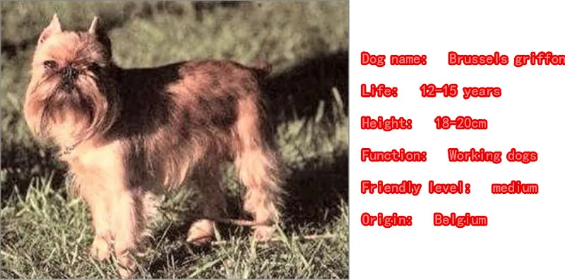 Ожерелье-цепочка с подвеской в виде собаки Грифон | Украшения и аксессуары