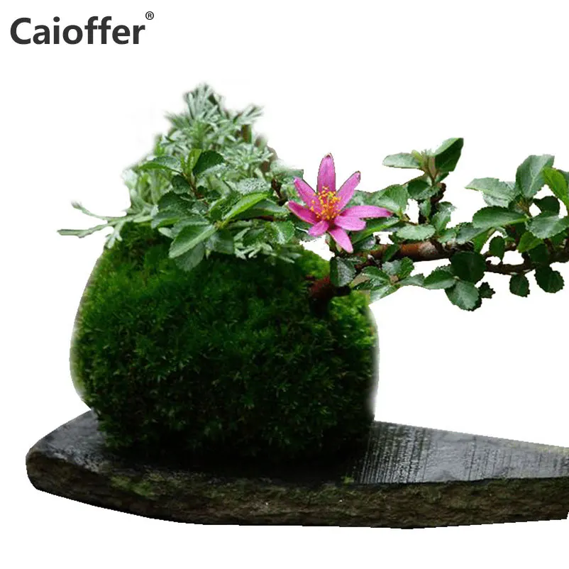 Caioffer 6 шт./лот Moss Ball цветочные горшки Maceta держатель для дерева Бонсай Зеленый