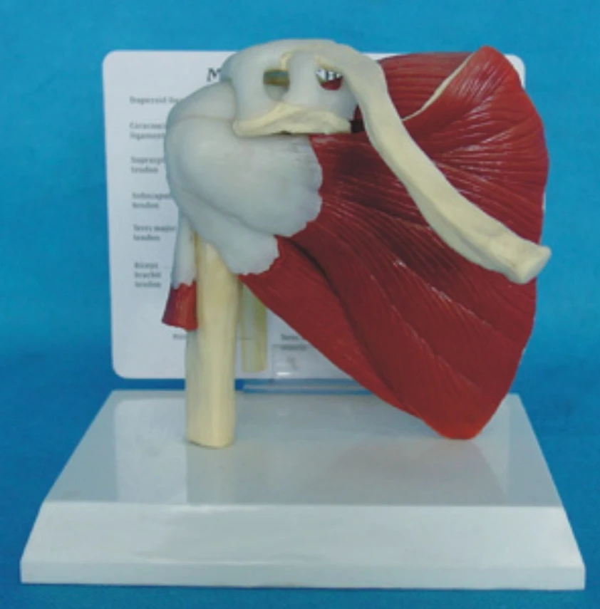 Модель медицинской обучающей модели с функцией плеча бесплатная доставка|medical