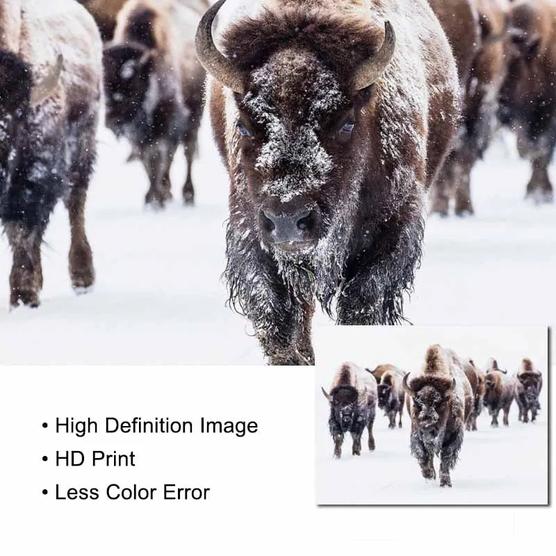 Bison Печатный постер с цитатой художественный холст изображением буйвола детские