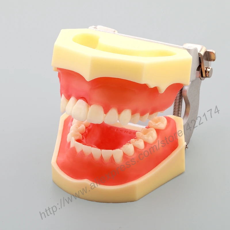 Бесплатная доставка стандартная модель с прозрачной десной зубные зубы