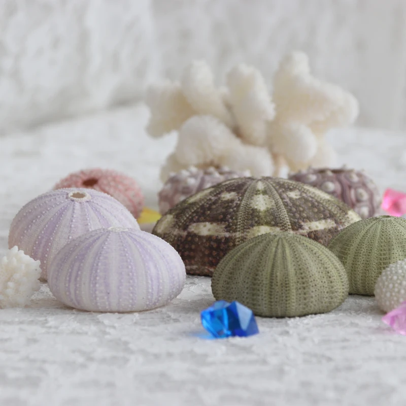 Бесплатная доставка (15 шт./лот) набор супер стоимости морской урчин из