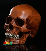 human skull model medical simulation teaching equipment resin skull ornament gift yttg006