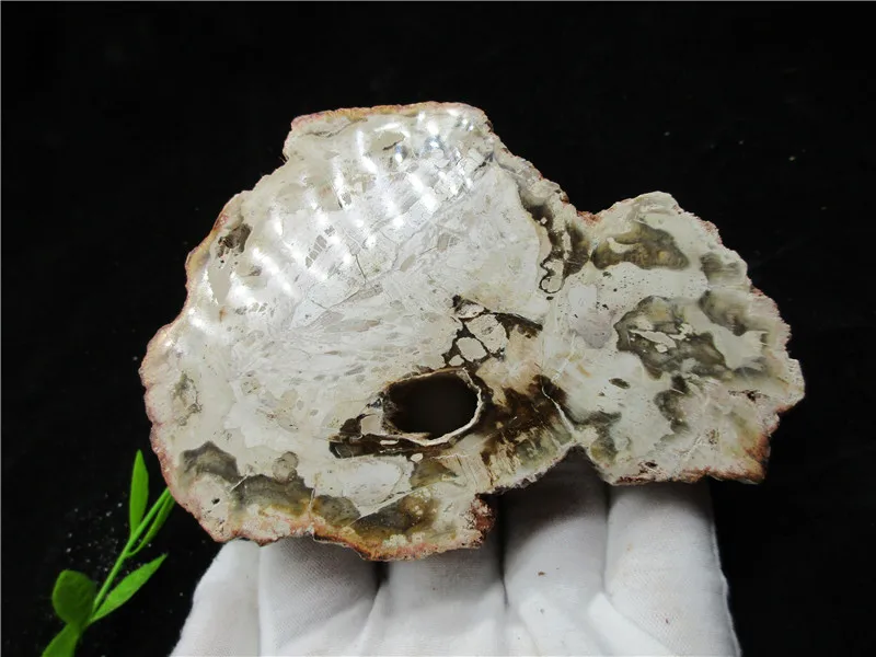 Natural Wood Root Fossil Crystal Stone Rock Healing Gemstone Specimen Mineral Gem For Collection | Дом и сад
