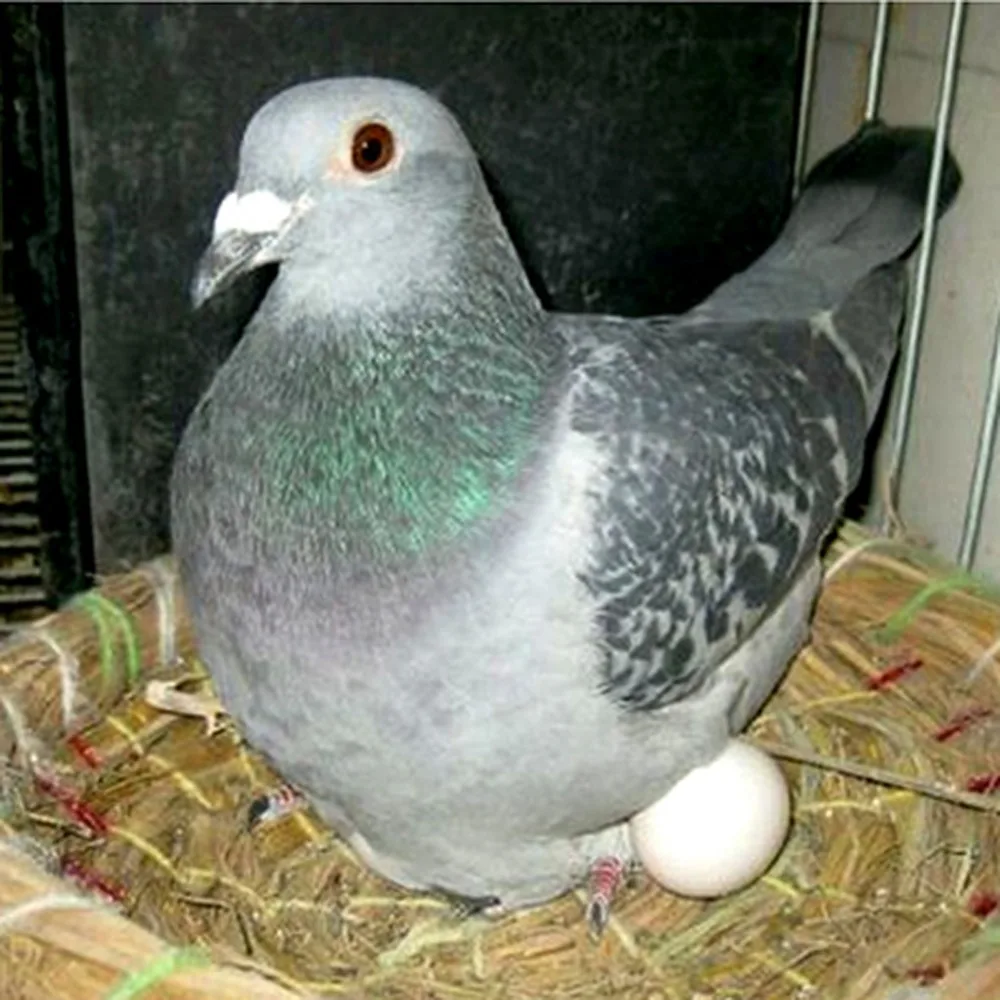 50 шт. продукты имитация птичьих яиц искусственный Голубь яйцо Aviculture инструменты Пластиковые гнезда инкубационные яйца