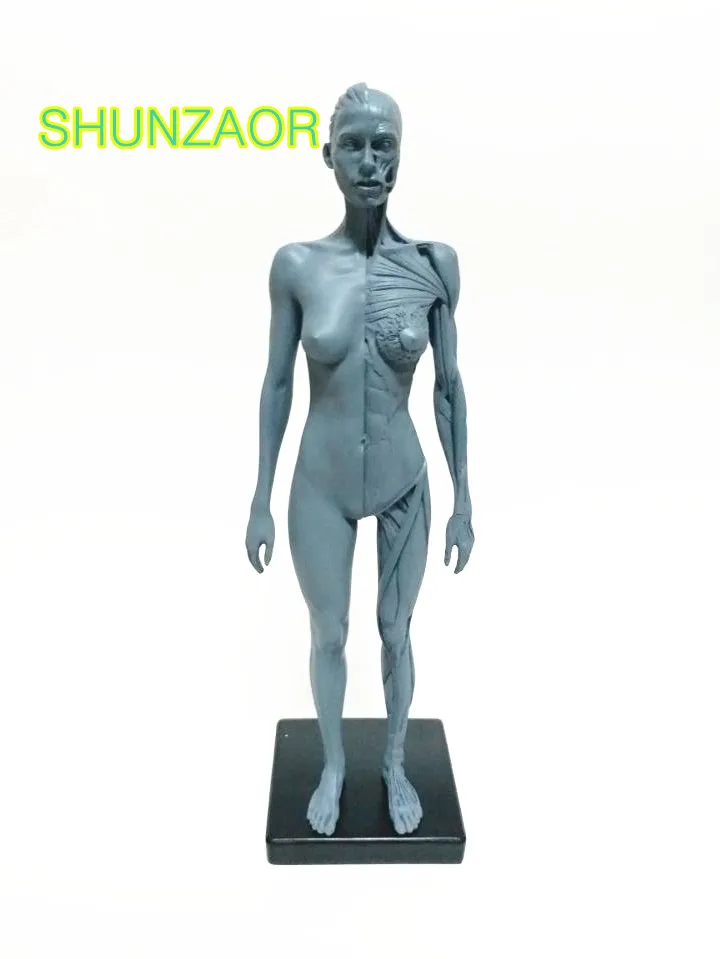 30 см женская модель череп для изучения анатомии мышечная кость медицинский