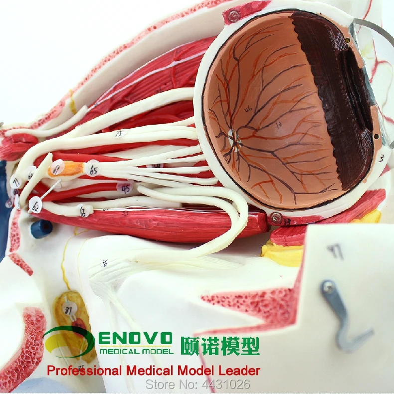 

ENOVO Human body sensory apparatus eyeball anatomical model eye tissue model eye medicine eyelid tear gland