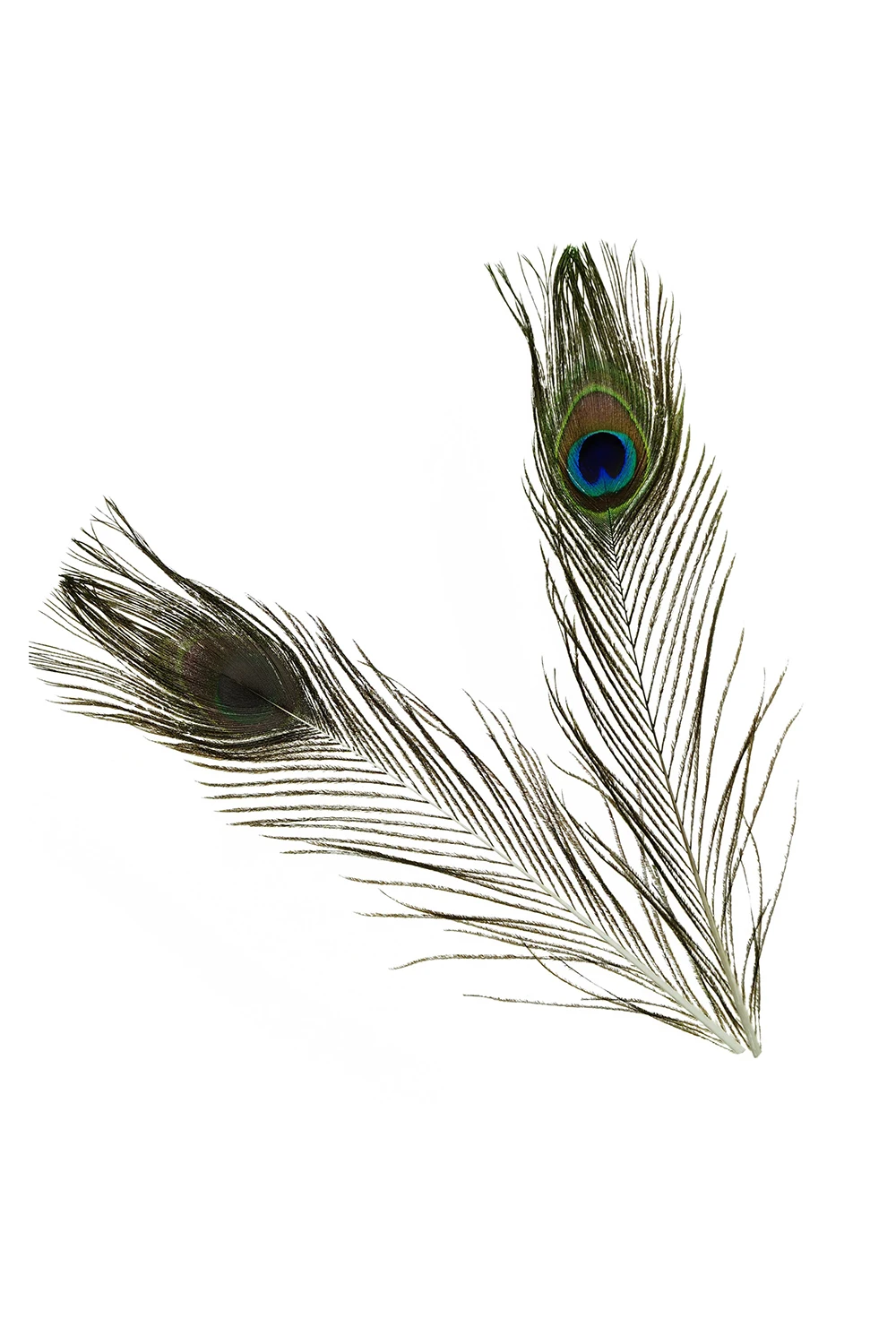 Натуральные перья павлина длиной 10 12 дюймов (40 штук в упаковке)|natural peacock feather|peacock