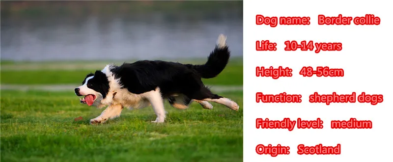 Кольцо для ключей мужчин и женщин украшение в виде милой границы собаки колли