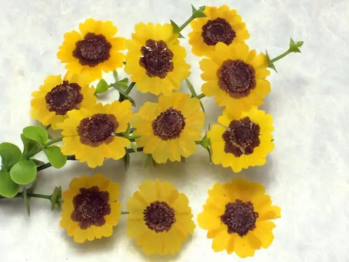 Дикие Хризантемы цветок листья сушеные цветы для художественного ремесла