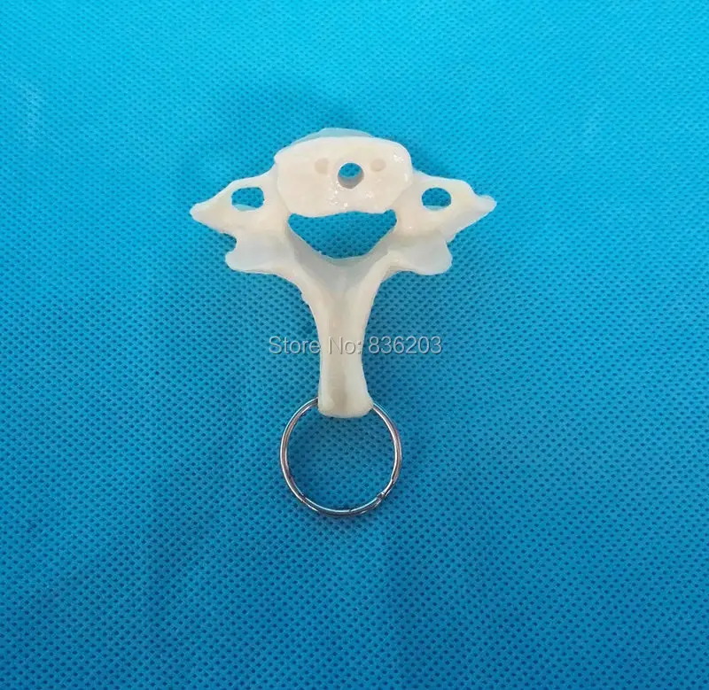 Мини Женская Анатомия позвоночника модель скелета горло анатомическая