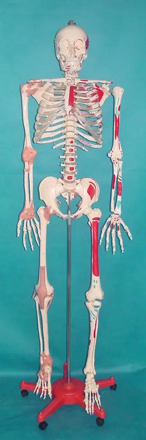 

170cm Human skeleton model ligament Muscle Coloring free shipping