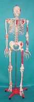 170cm human skeleton model ligament muscle coloring free shipping