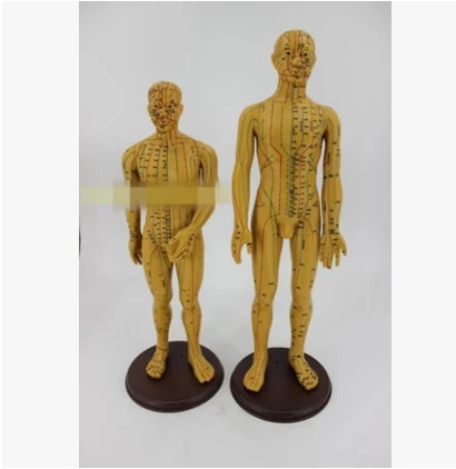 

Fashionable Hot Sale Acupoint Model High Quality Plastic Mannequin On Sale