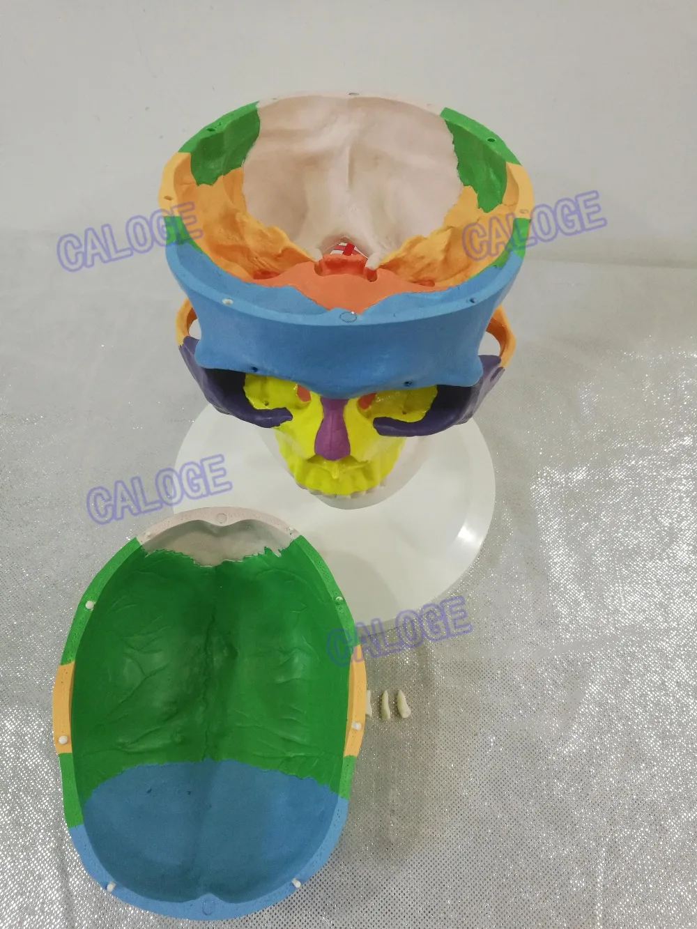 Бесплатная доставка и модель черепа в масштабе 1:1 с сечением 7 шейного