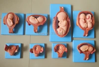 embryonic developmentsenior pregnancy embryonic development process model