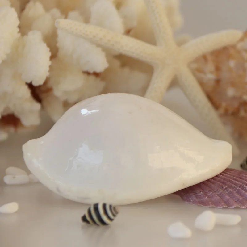 Бесплатная доставка (2 шт./лот) обычное яйцо Cowrie натуральная раковина и ракушка
