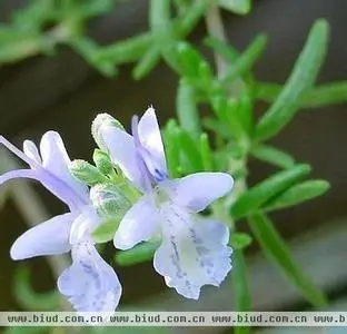 100% чистые растительные Водорастворимые эфирные масла розмарина масло для