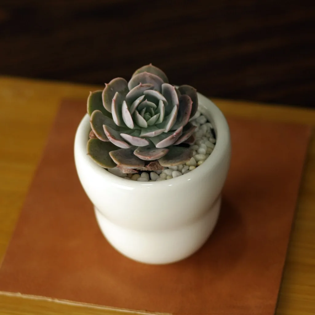 6 2*6 см простое белое мясо более креативный мини керамический горшок горшки