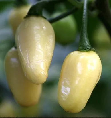 Редко 20 перуанский белый перец habanero огород декоративные семена Бесплатная