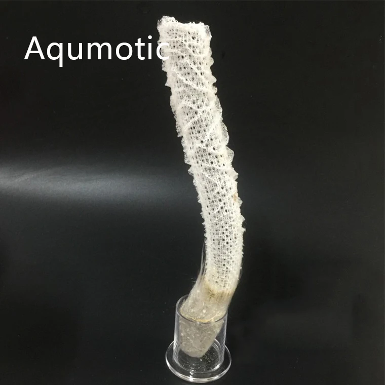 Aqumotic натуральный белый эвлектелла Венера Цветочная корзина с моря 22 см Губка 50th Свадебные юбилей подарки любовный сувенир