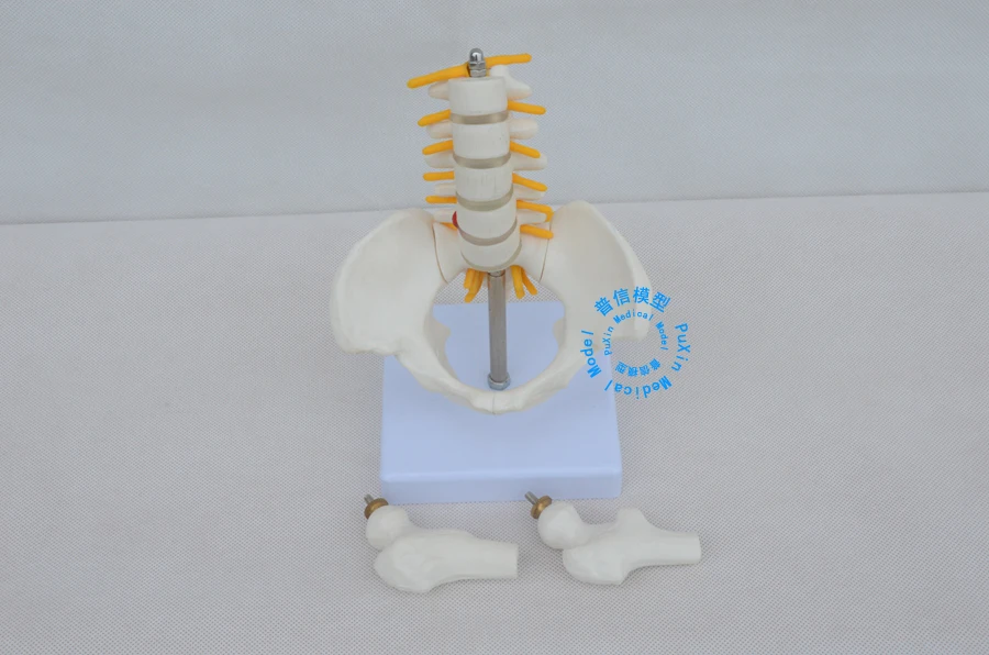 Бесплатная доставка и пятисегментный Поясничный позвоночник модель бедра