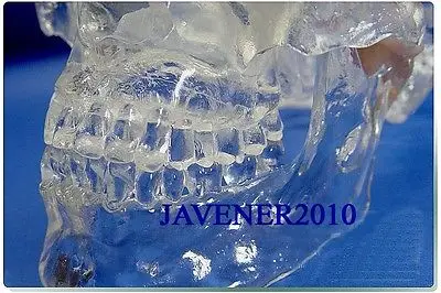 Каркасная медицинская модель с черепом анатомическая голова человека