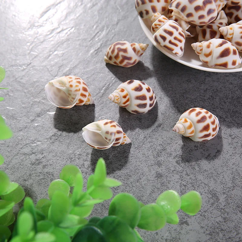 10 шт. морские натуральные цветы|Ракушки и звезды| |