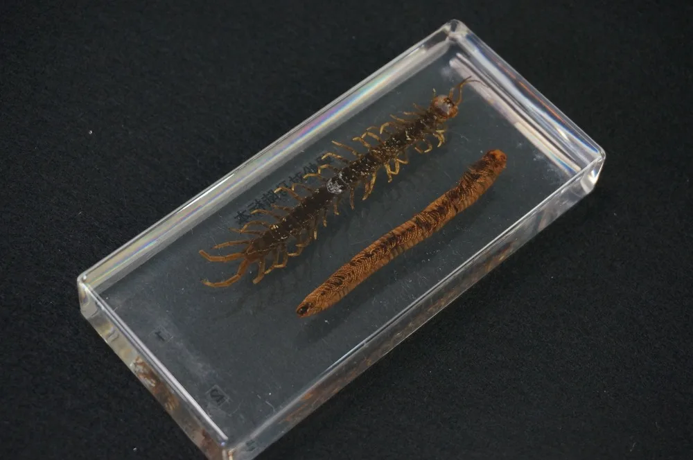 

Centipede And Millipede Specimens In Clear Lucite Block Educational Equipment