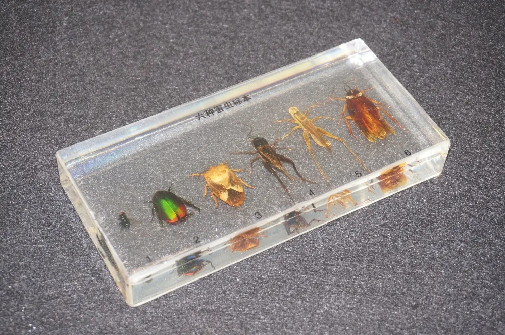 6 видов образцов насекомых-вредителей в прозрачном блестящем образовательном