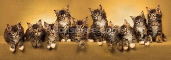 Пользовательские детские обои панорамные котята 3D Мультяшные фрески для детской