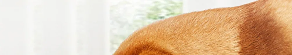 Xiaomi Youpin Pet диспенсер для воды фильтр для собак и кошек чистая вода белый цвет маленький питомец диспенсер для воды