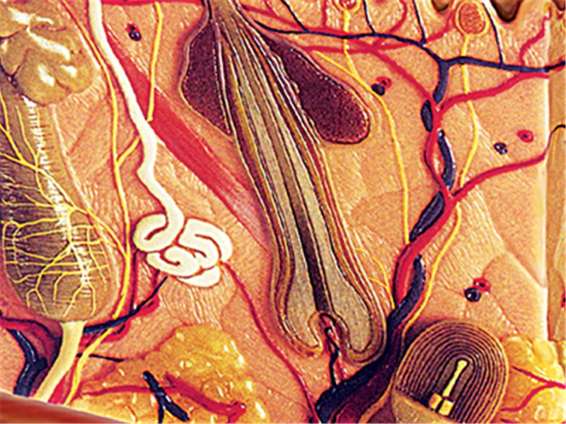 Кожа и волосы 4d мастер головоломка сборки игрушка орган человеческого тела