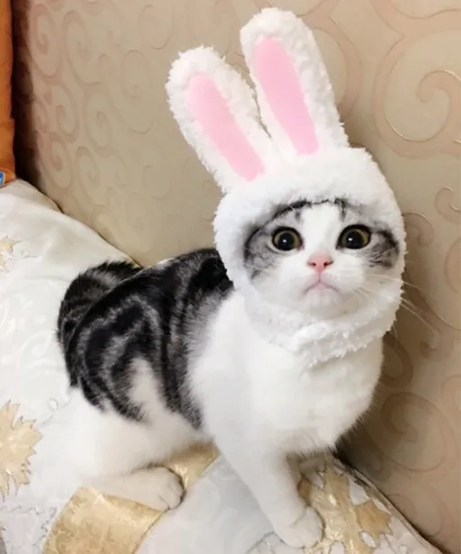 2019 забавная Кепка для собак и кошек костюм теплая шапка-кролик аксессуары
