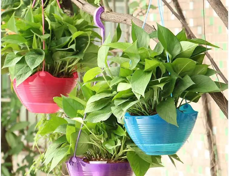 4 компл./лот D-20cm PP. Ленивый автоматический flowerpot green dil/ spider plants.colorful.spider hook