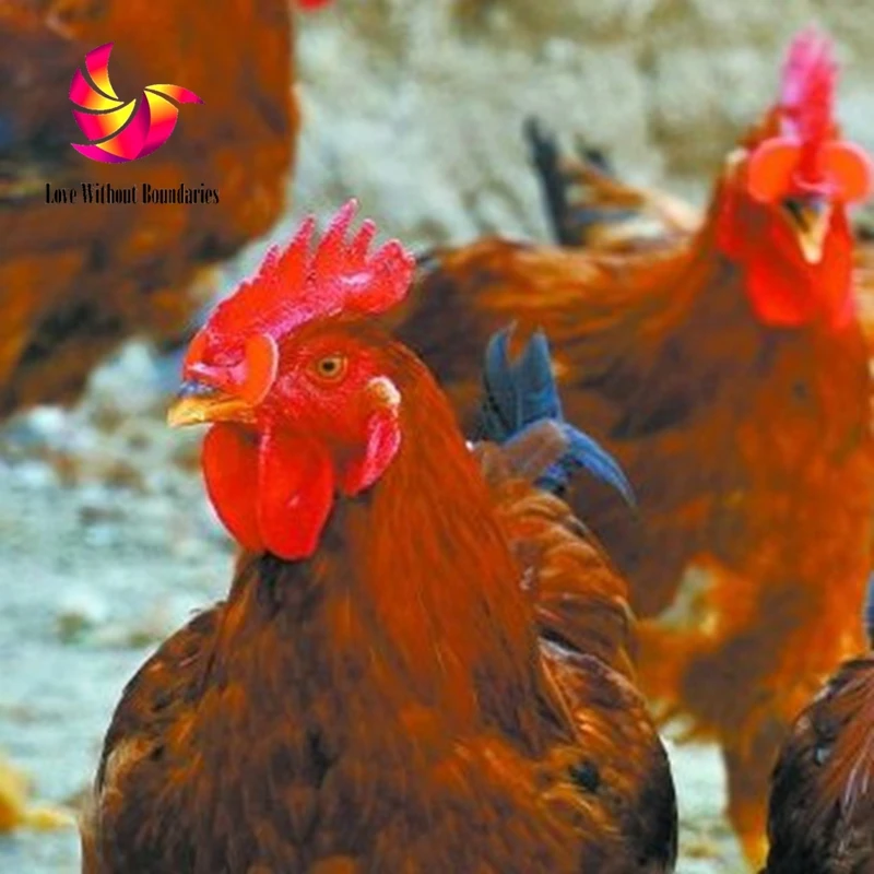 Куриные очки и птичьи чтобы предотвратить драки мелкие слепые глаза повреждение