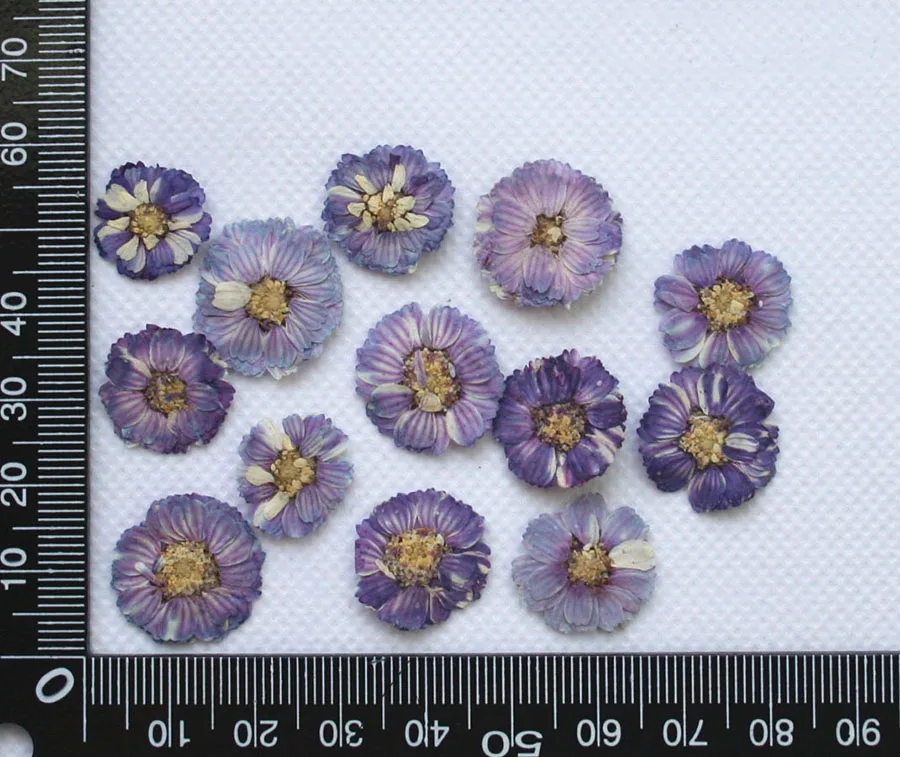 60 шт. 1 5 см прессованный высушенный окрашенный Bellis Perennis L. Цветок гербарий из