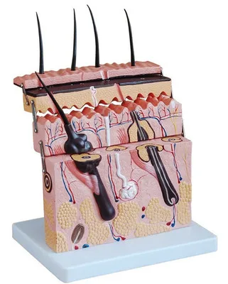 

70 times Human skin model Anatomical model of skin tissue structure Skin section model For cosmetic surgery and medical teaching