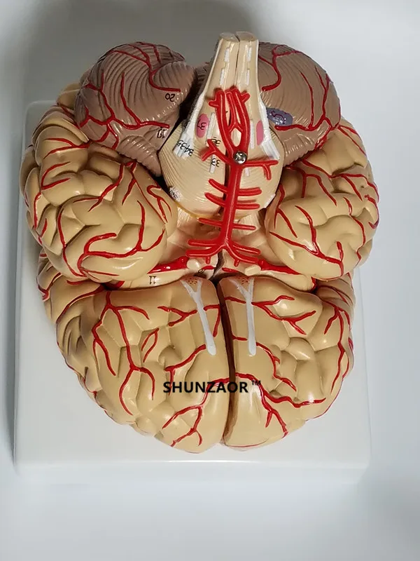 The human body big brain anatomy model brain model arteries 9parts ,42number Anatomical Model